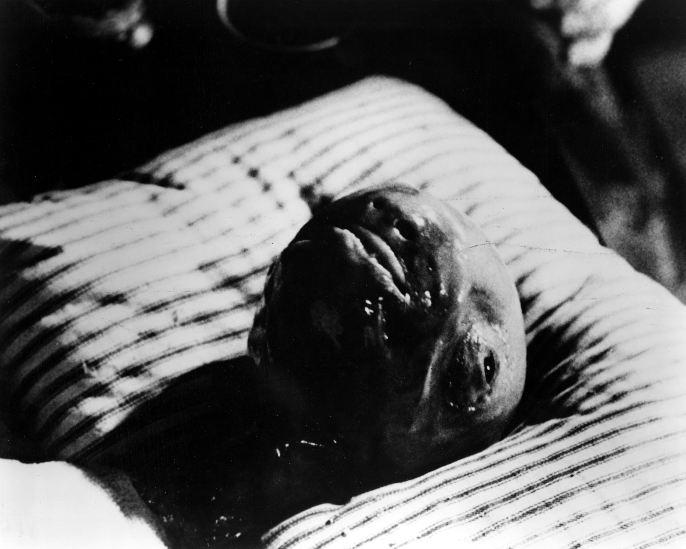 Кадр из фильма «Голова-ластик» ERASERHEAD, 1976_fisher